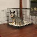 Petco Premium 2-Door Dog Crates - Collapsible Dog Crates and Wire ...