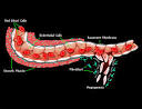 Genentech: Research: Tissue Growth and Repair