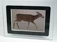 Digital photo frame - Wikipedia, the free encyclopedia