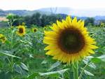 Tutta <b>Natur</b>
