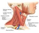 A Free <b>Neck</b>: Lessons in