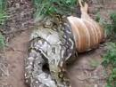 Giant killer snakes are man-eating snakes? | Cute and Weird