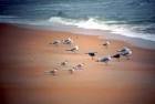 Flock of sea gulls on sand public domain image picture in gallery Seagull is - via Daymix