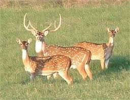 images?q=tbn:ANd9GcRLzOvt8cpEM2L7flhoqQ4-L1GDH1H0LQUXzq_h6NbOM0U0tleorg