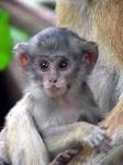 Monkey Pictures