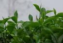 OUP Tea's “Tea Month” Tea Fact #1 « OUP Tea