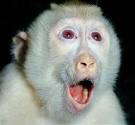 Cool Albinos Monkey Photos