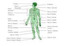 <b>Sistema nervioso periferico</b>