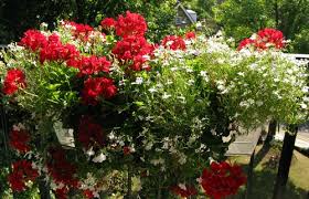 Le fioriere da balcone