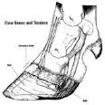 Rural Heritage - Ox Hoof Anatomy