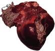 CANINE HEARTWORM DISEASE