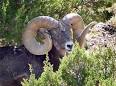 Mammals - Colorado Division of Wildlife