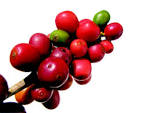 The Processes Coffee Cherries Go Through