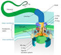 Flagellum: Definition from Answers.