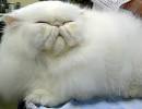 Persian Cat   History of the Breed