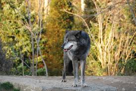 Timberwolf / Zoo Hannover 1 - Bild \u0026amp; Foto von Britta Bösche aus ...