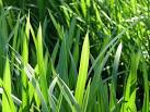 Reed Sweet Grass, detail - via Daymix