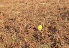 Diffusion and a cold night brought this balloon down on Sandyford Moor. - via Daymix