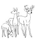 Deer coloring page