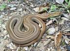 Pituophis catenifer annectens - San Diego Gopher Snake