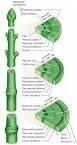 phloem