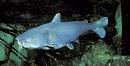 Ictalurus furcatus