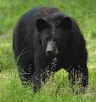 NJDEP Division of Fish &amp; Wildlife - Know the Bear Facts-Black ...