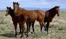 American Mustang Horse