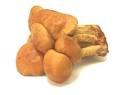 Cook's Thesaurus: Mushrooms