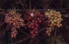 California Agriculture Online