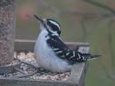 Hairy Woodpecker | Seabrooke Leckie