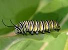 GOP Chairman Reince Priebus compares women to caterpillars