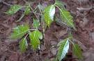 An In Depth Look At Poison Oak