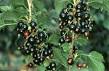 Black Currant - Blackcurrant Facts and Nutrition Data