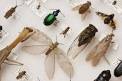 entomology - Images