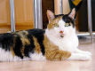 Calico cat - Wikipedia, the free encyclopedia