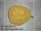 Artocarpus odoratissimus, Marang, Tarap - TopTropicals.