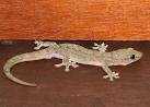 House Gecko