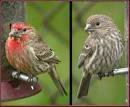 http://sdakotabirds.com/species/photos/house_finch.JPG