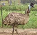 Emu Oil from 4-Star Ranch