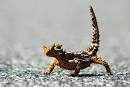 Australian Desert Animals - Wildlife In The Outback