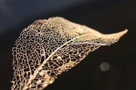 Leaf Skeleton Photograph by Cathie Douglas - Leaf Skeleton Fine ... - leaf-skeleton-cathie-douglas