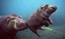 Hippopotamus on menu at Beijing zoo | Environment | guardian.