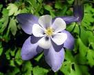 COLUMBINE spring flowers in purple photos.