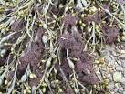 Seaweed - Ascophyllum nodosum - via Daymix