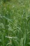 Prelude Medicinal Plants