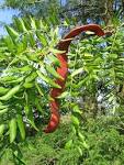 Tập tin:Gleditsia triacanthos seed pod.jpg – Wikipedia tiếng Việt