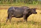Endangered Species Guide : Mammals : Animal Planet
