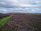 Below Black Law, Wooler Common. Heather moorland in full bloom - via Daymix