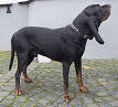 Black and Tan Coonhound - Wikipedia, the free encyclopedia